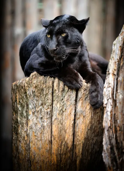Чёрный леопард — стоковое фото
