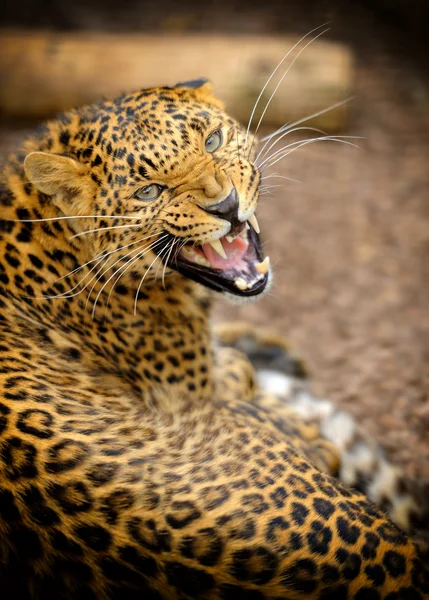 Leopard — Stockfoto