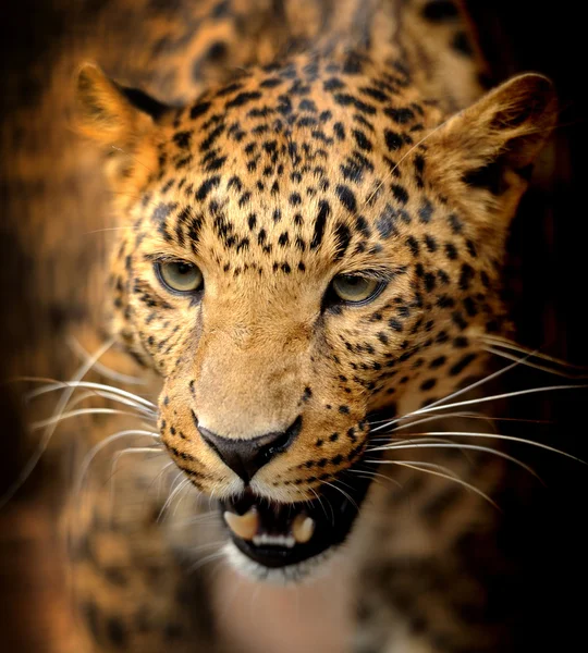 Leopardo — Foto de Stock