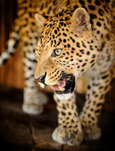 Leopard — Stockfoto