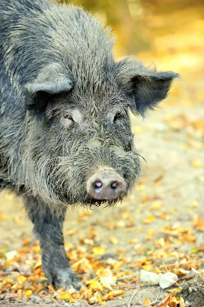 Wildschweine — Stockfoto