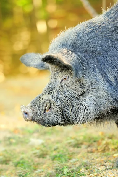 Wild boar — Stock Photo, Image