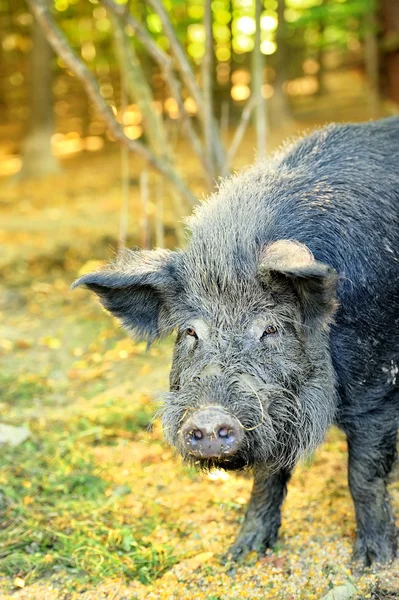 Wild boar — Stock Photo, Image