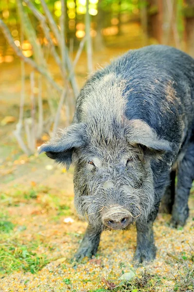 Wildschweine — Stockfoto