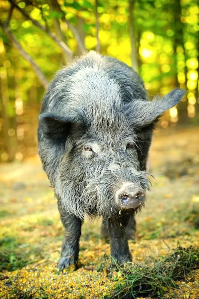 Wilde zwijnen — Stockfoto