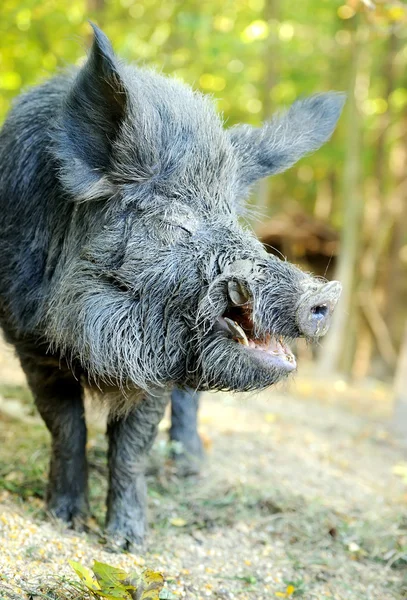 Wild boar — Stock Photo, Image