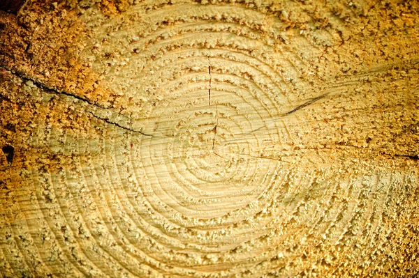 Texture of tree stump — Stock Photo, Image