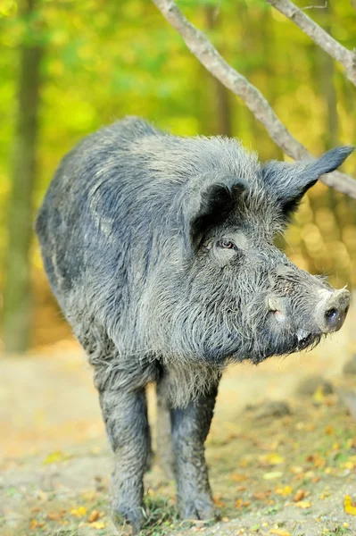 Wildschweine — Stockfoto