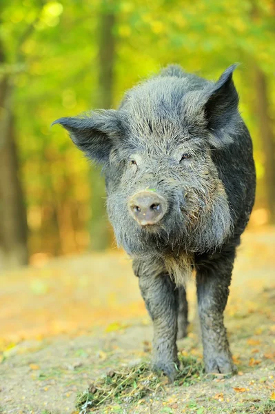 Wild boar — Stock Photo, Image