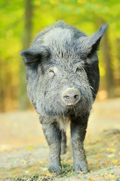 Wild boar — Stock Photo, Image