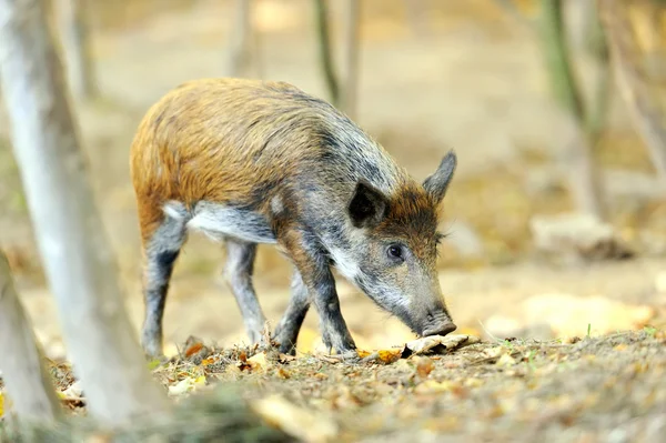 Wildschweine — Stockfoto