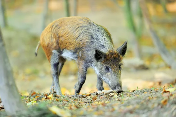 Wildschweine — Stockfoto