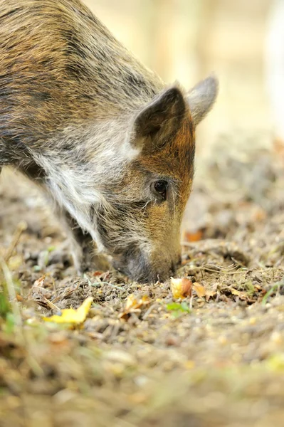 Wildschweine — Stockfoto