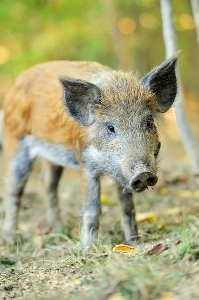 Cinghiale — Foto Stock