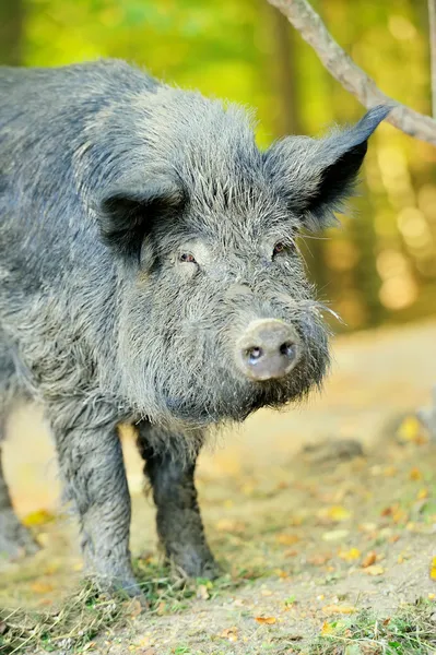 Wild boar Royalty Free Stock Photos