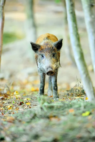 Wild boar Royalty Free Stock Images