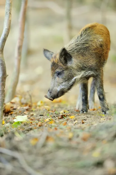 Wild boar Stock Picture