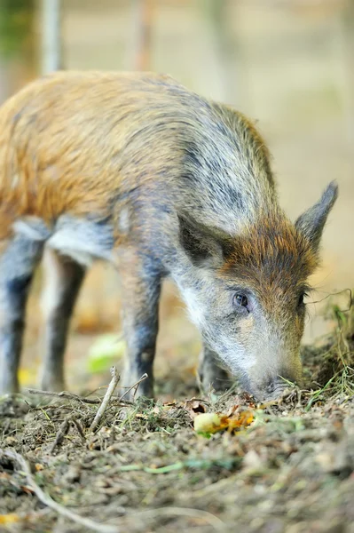 Wild boar Royalty Free Stock Photos