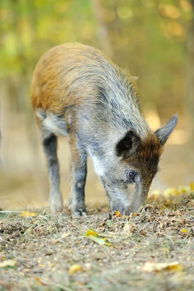 Wild boar Stock Photo