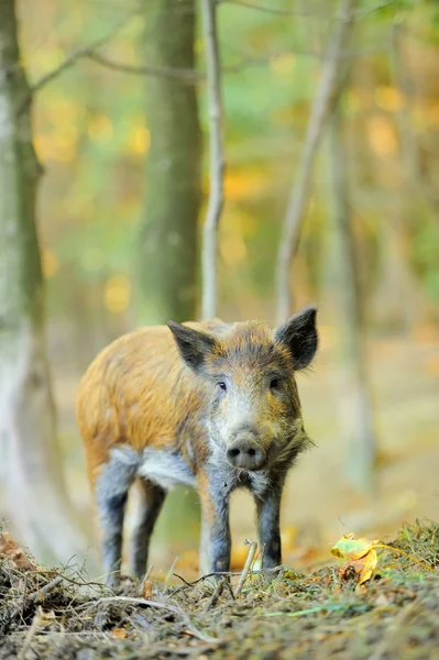 Wild boar Stock Image