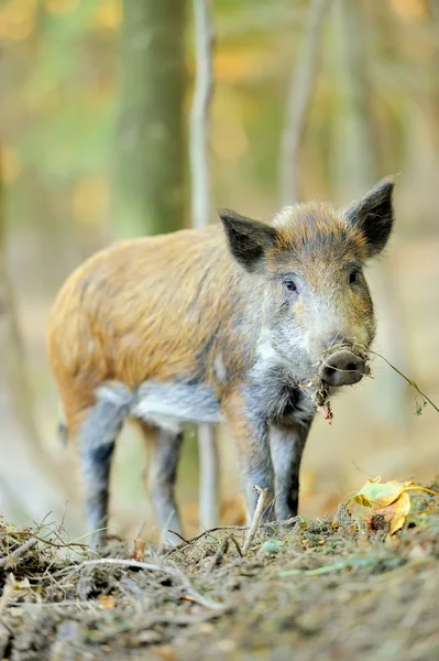 Wild boar Stock Image