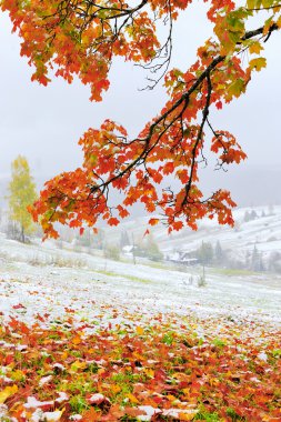 ilk karın içinde orman Dağları