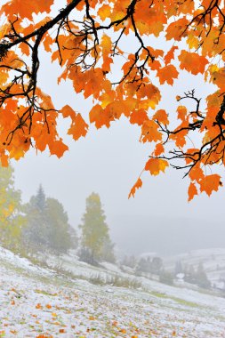 ilk karın içinde orman Dağları