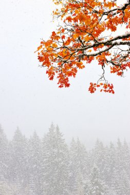 ilk karın içinde orman Dağları