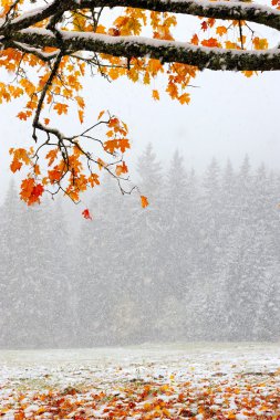 ilk karın içinde orman Dağları