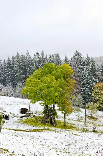 Prima neve nella foresta in montagna — Foto Stock