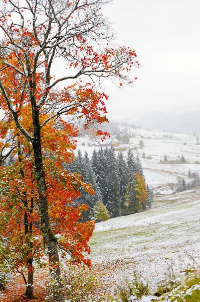 Prima neve nella foresta in montagna — Foto Stock