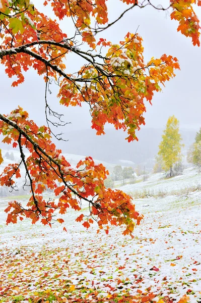 Eerste sneeuw in het bos in de bergen — Stockfoto