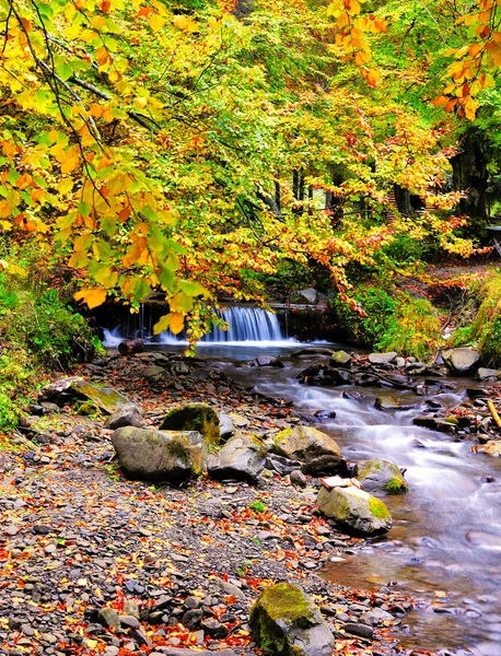 Sonbahar ormanı — Stok fotoğraf