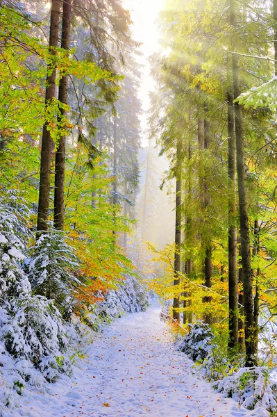 Pierwszy śnieg w lesie w górach — Zdjęcie stockowe