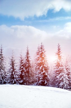 Karla kaplı ağaçlarla kaplı güzel kış manzarası