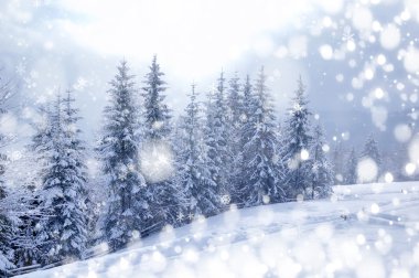 Güzel kış manzarası