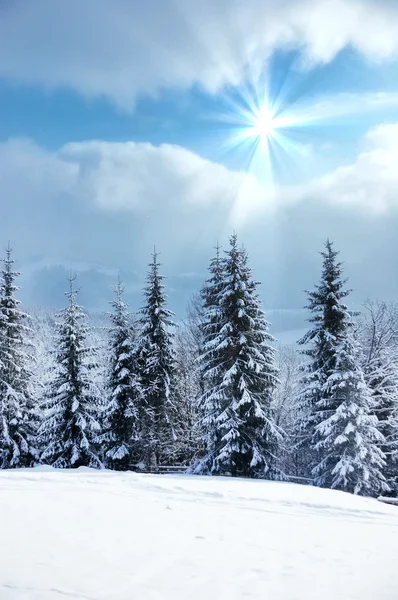 Bela paisagem de inverno com árvores cobertas de neve — Fotografia de Stock