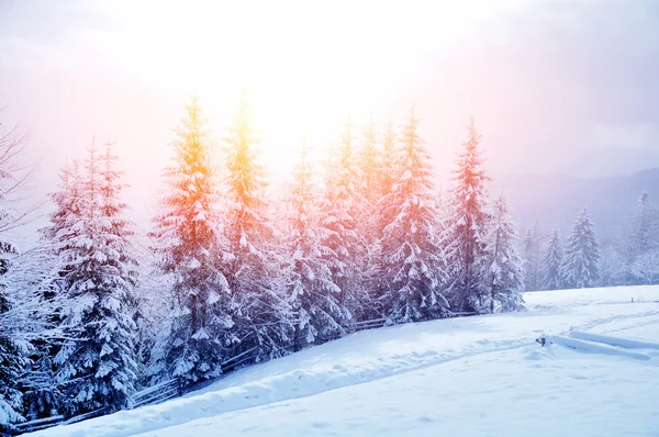 Bellissimo paesaggio invernale — Foto Stock