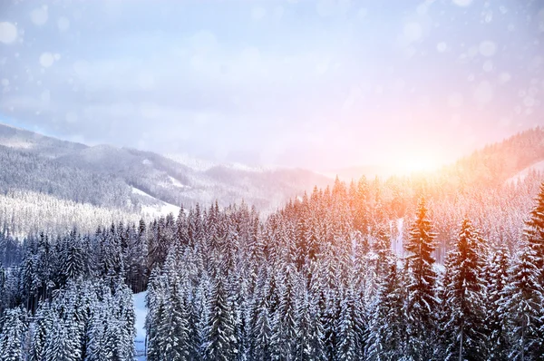 Гарні зимовий пейзаж — стокове фото