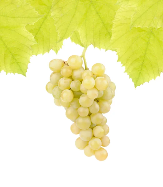 Uvas verdes frescas con hojas —  Fotos de Stock