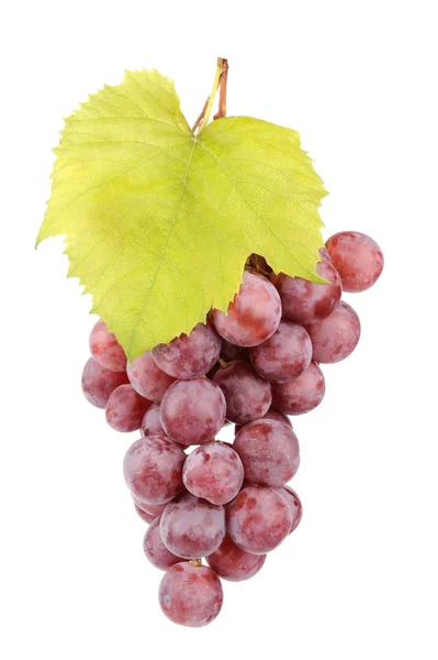 Färska röda druvor med blad — Stockfoto
