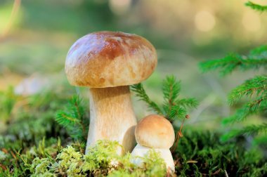 Ormanda boletus mantarı