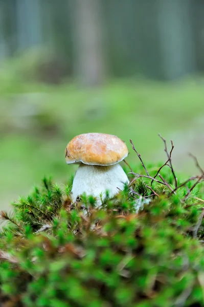 Boletus mushroom в лесу — стоковое фото