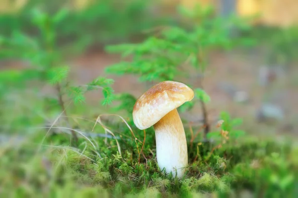 Boletus mushroom in the forest — Stock Photo, Image