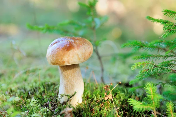 Boletus mushroom в лесу — стоковое фото