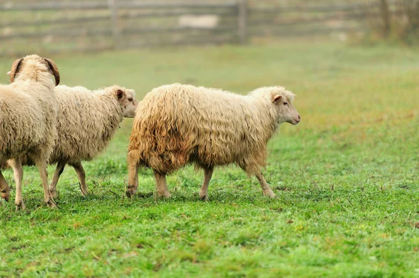 Schapen — Stockfoto