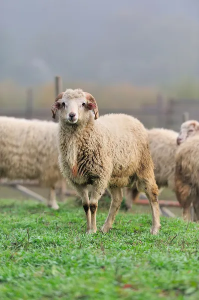 Sheep — Stock Photo, Image