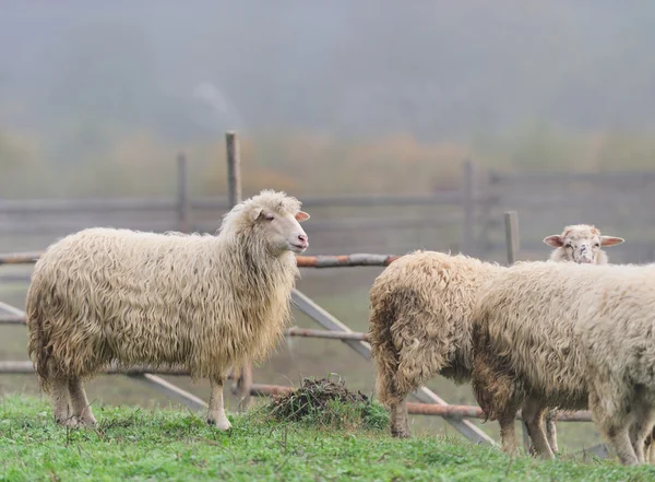 Schafe — Stockfoto