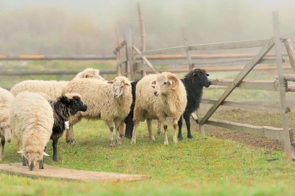 Schapen — Stockfoto