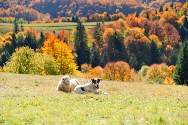 Schafe auf einem Feld — Stockfoto